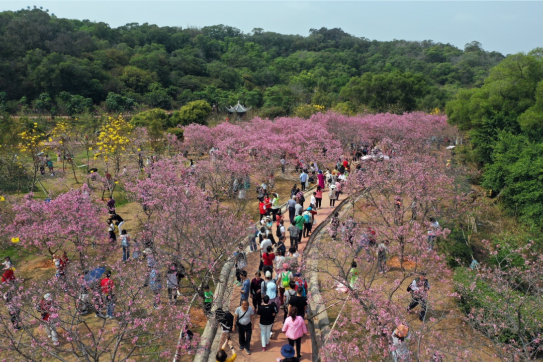 事关重阳节!广州多区发布通告 事关重阳节!广州多区发布通告