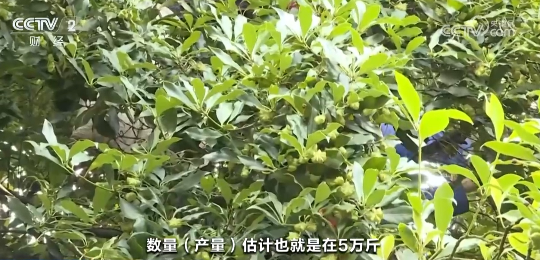 “米袋子”“菜篮子”“果盘子”满满当当 希望的田野上一片好“丰”光 “米袋子”“菜篮子”“果盘子”满满当当 希望的田野上一片好“丰”光