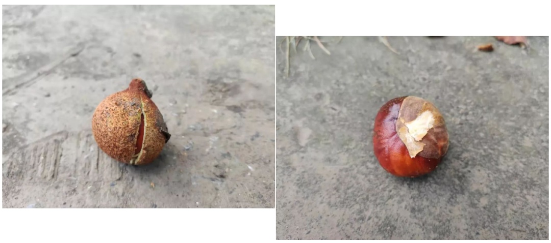 当心有毒！马栗不是板栗！这些“高仿”植物不能吃