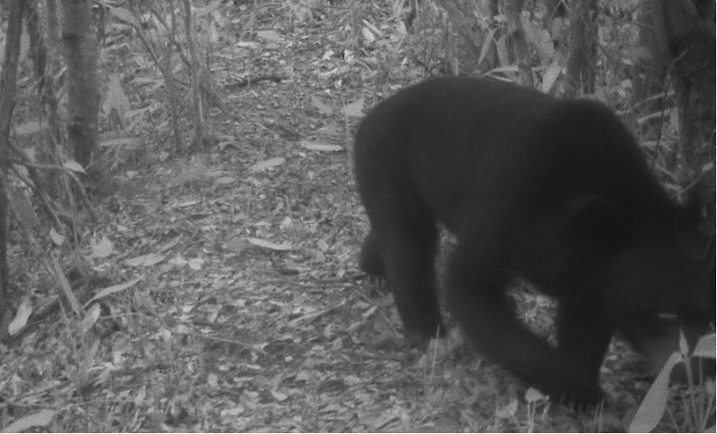 熊出没!黄山多地发现亚洲黑熊活动踪迹 熊出没!黄山多地发现亚洲黑熊活动踪迹