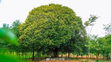 武汉300岁“桂花王”开花了，站在树下香气袭人