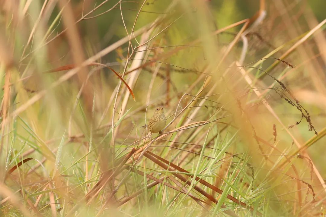 快抬头！“国宝”经过合肥上空