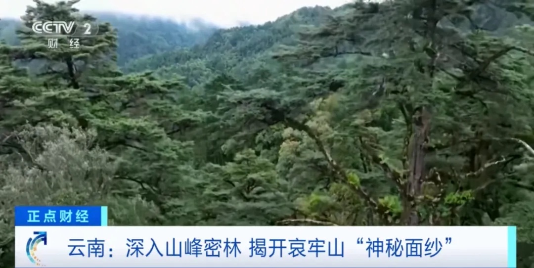 记者探访，突遇浓雾！突然爆红的哀牢山，究竟什么样？