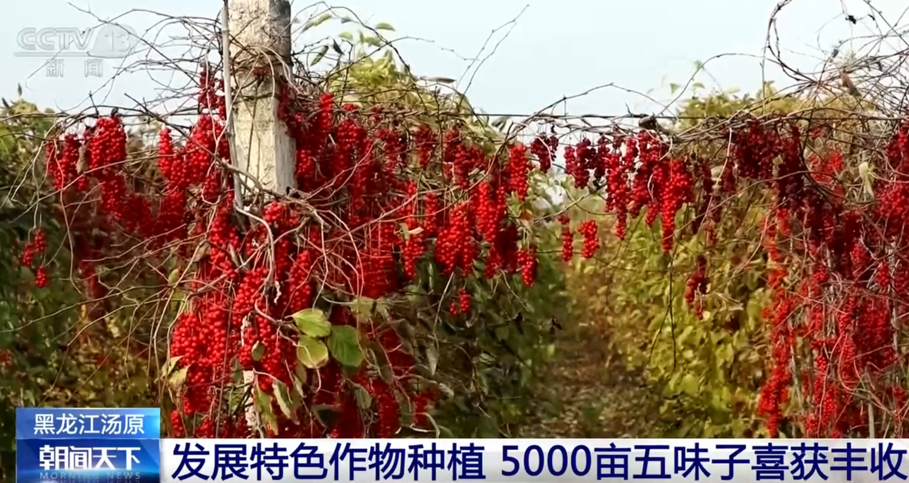 金秋时节“果实累累”映红农民笑颜 绿水青山间奏响丰收“致富曲”