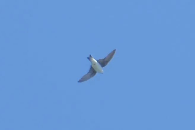 快抬头！“国宝”经过合肥上空