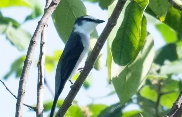 快抬头！“国宝”经过合肥上空