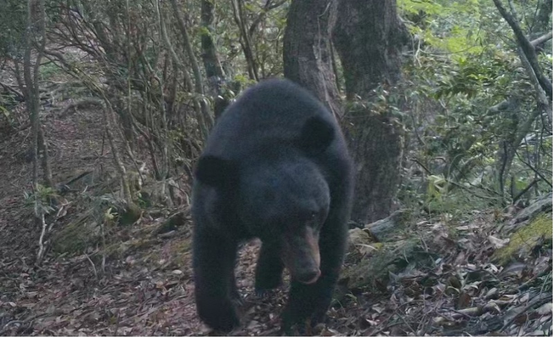 熊出没!黄山多地发现亚洲黑熊活动踪迹 熊出没!黄山多地发现亚洲黑熊活动踪迹