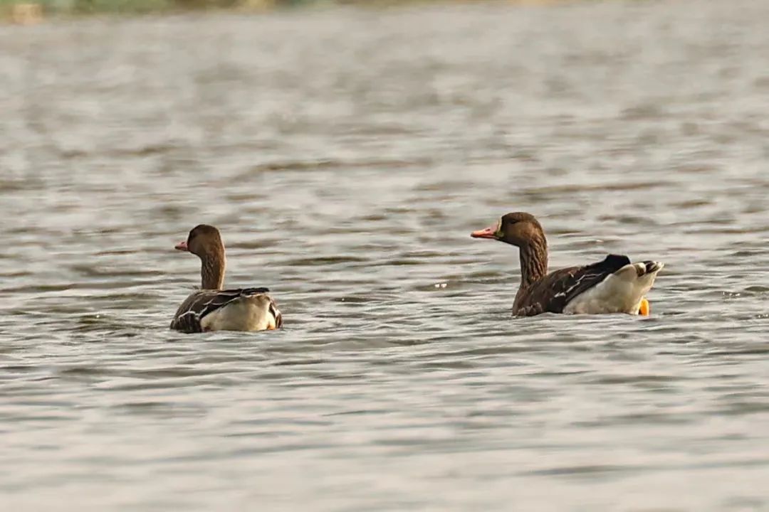 快抬头！“国宝”经过合肥上空