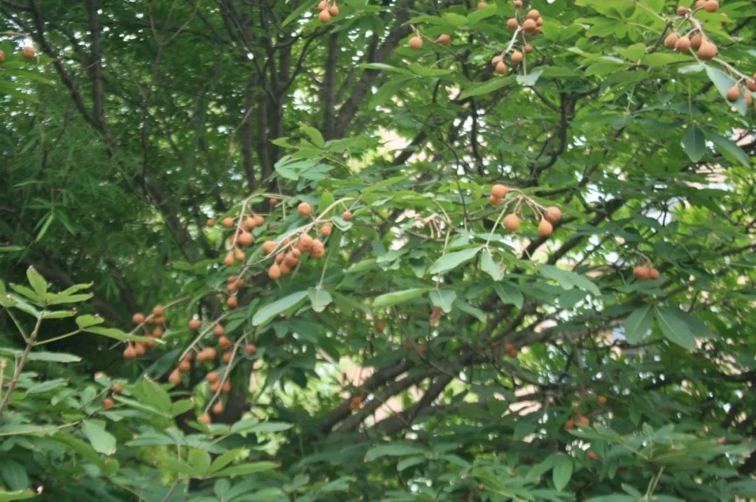 当心有毒！马栗不是板栗！这些“高仿”植物不能吃