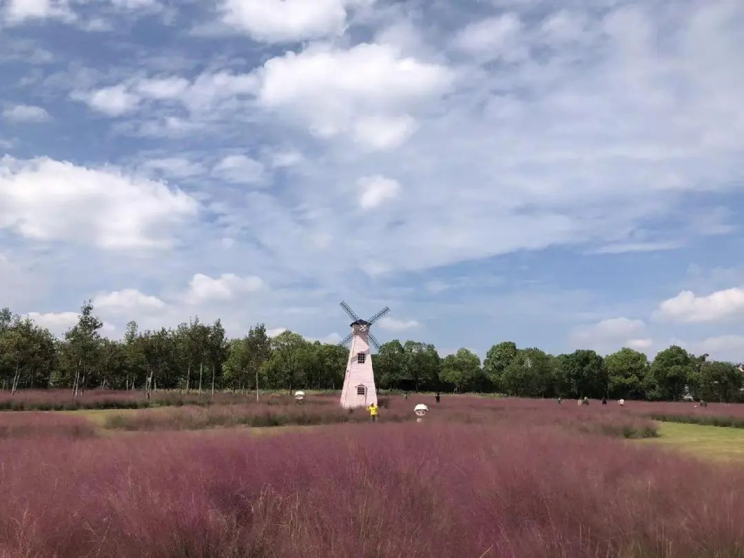 网红草已上线！上海阿姨们带着围巾、裙子、帽子来了