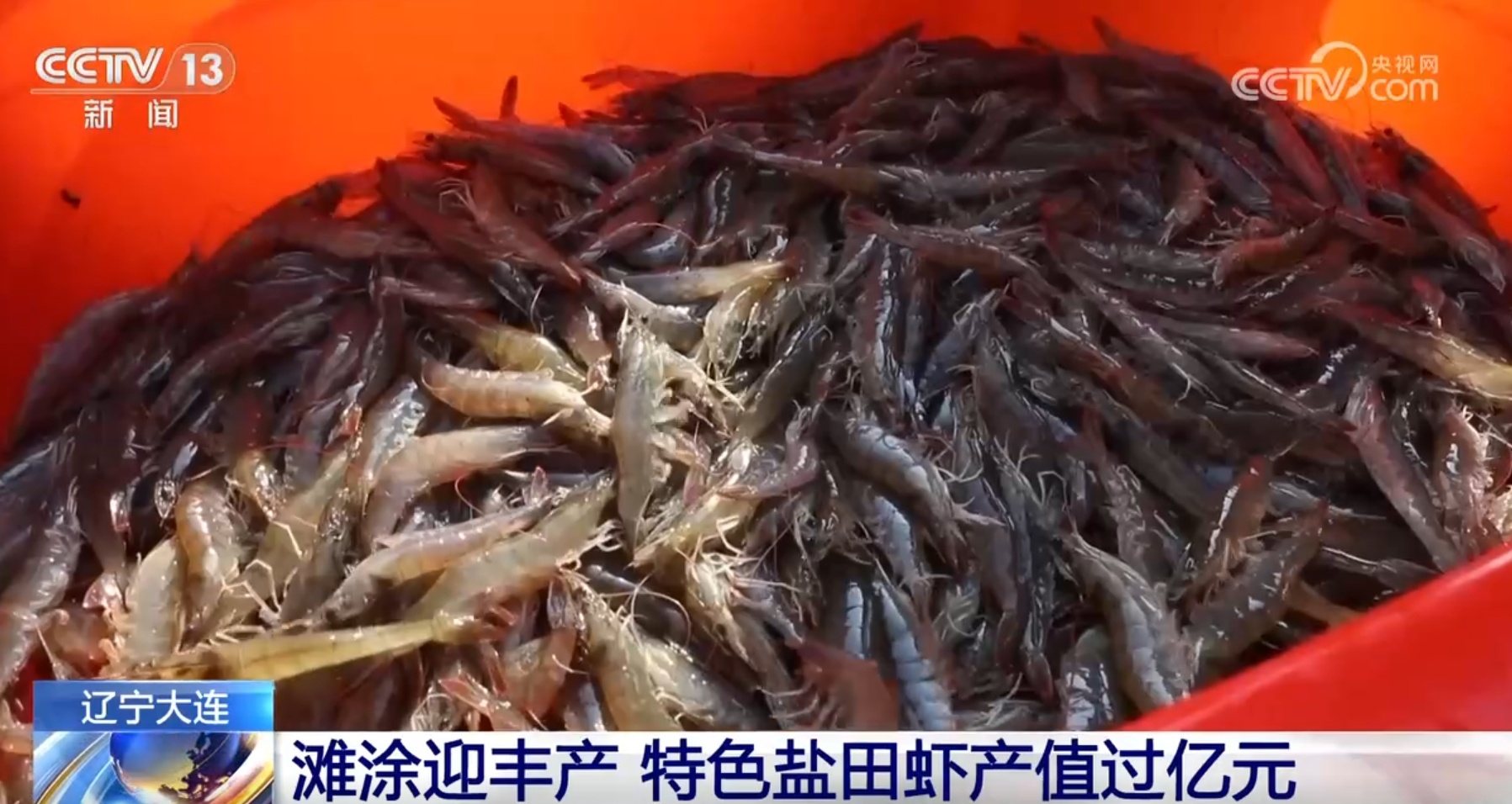 金秋时节“果实累累”映红农民笑颜 绿水青山间奏响丰收“致富曲”