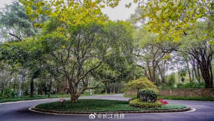 武汉300岁“桂花王”开花了，站在树下香气袭人
