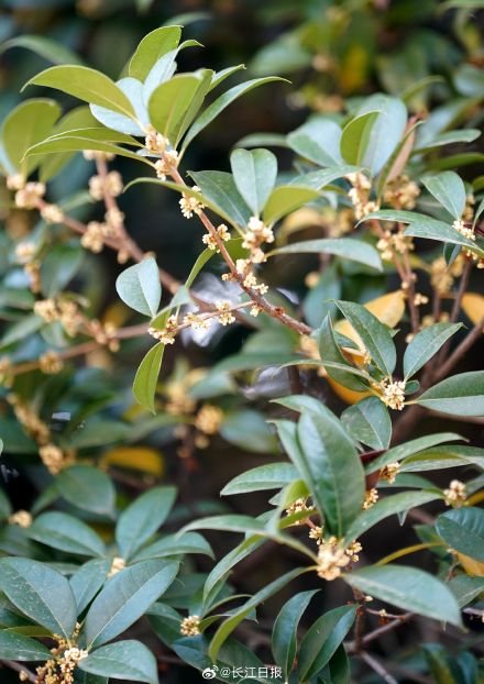 武汉300岁“桂花王”开花了，站在树下香气袭人