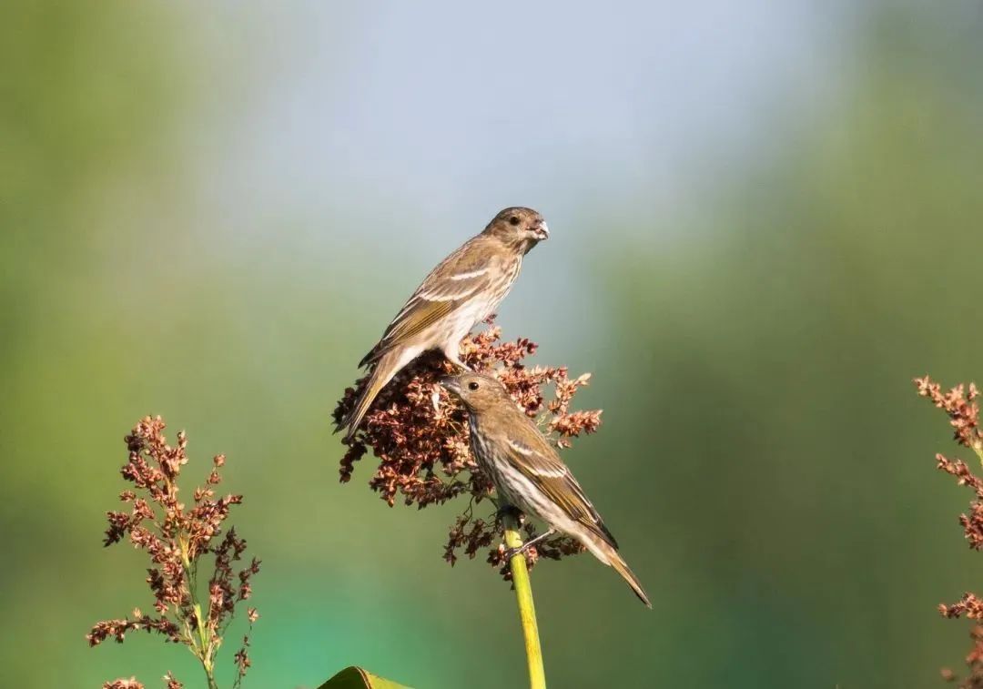 快抬头！“国宝”经过合肥上空