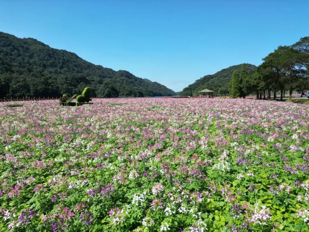注意！广州这个景点部分区域不开放！
