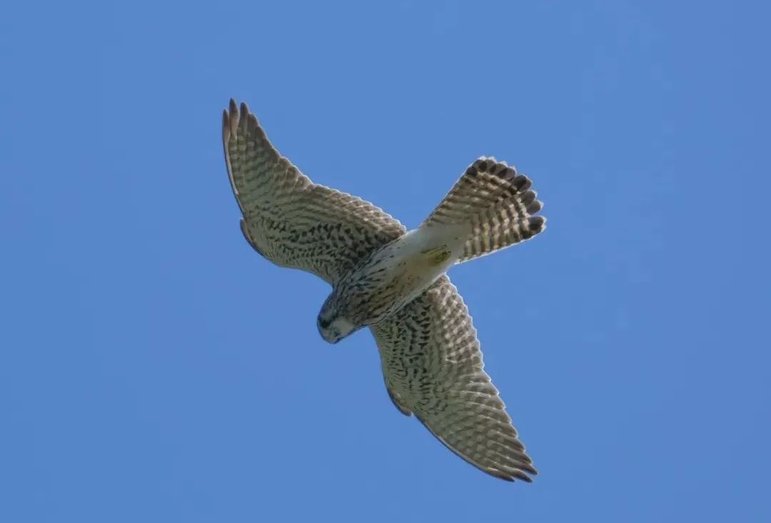 快抬头！“国宝”经过合肥上空