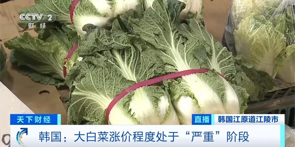 一棵大白菜卖46元！韩国政府紧急从中国进口