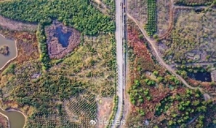 武汉300岁“桂花王”开花了，站在树下香气袭人