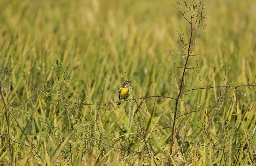 快抬头！“国宝”经过合肥上空