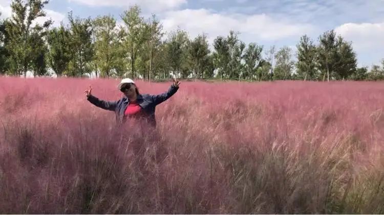 网红草已上线！上海阿姨们带着围巾、裙子、帽子来了