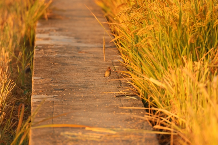 快抬头！“国宝”经过合肥上空