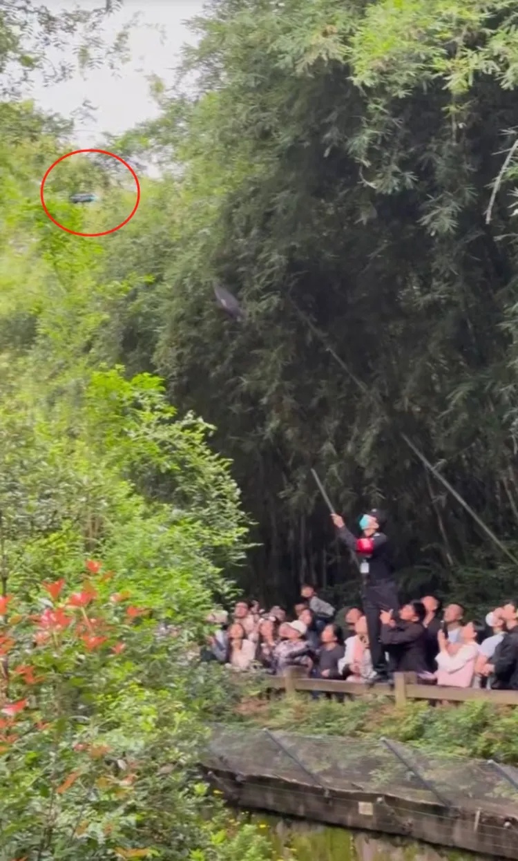 “和叶”“花花”被吓坏,园方通报:张某某(19岁,男),终身禁入! “和叶”“花花”被吓坏,园方通报:张某某(19岁,男),终身禁入!