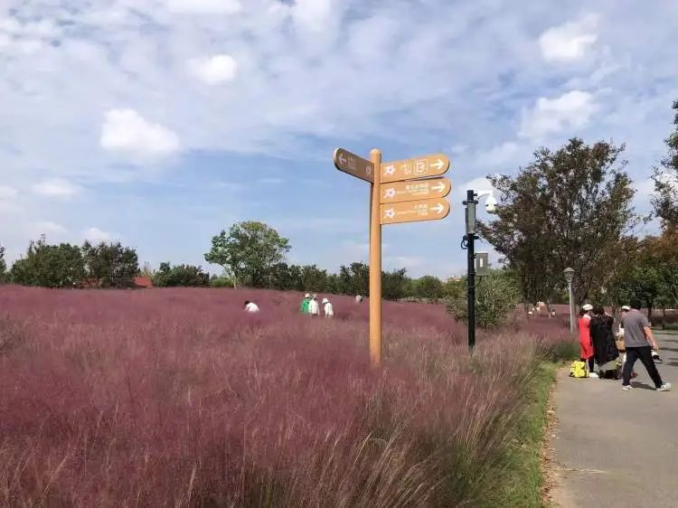 网红草已上线！上海阿姨们带着围巾、裙子、帽子来了