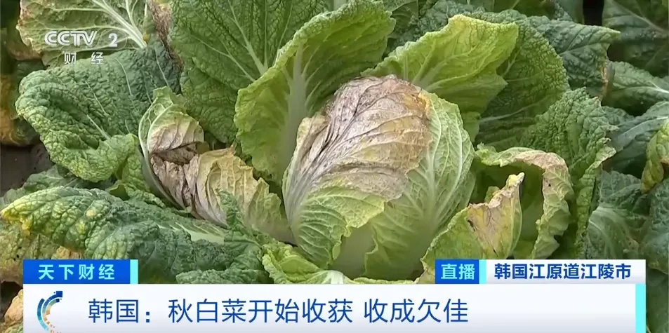 一棵大白菜卖46元！韩国政府紧急从中国进口