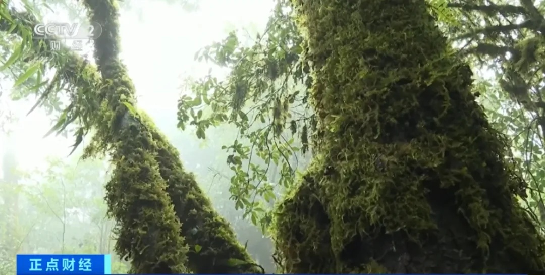 记者探访，突遇浓雾！突然爆红的哀牢山，究竟什么样？
