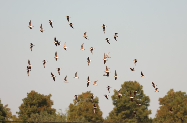 快抬头！“国宝”经过合肥上空
