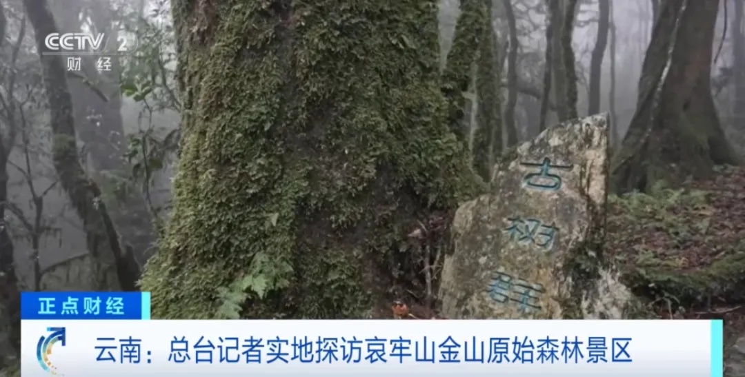 记者探访，突遇浓雾！突然爆红的哀牢山，究竟什么样？