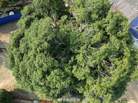 武汉300岁“桂花王”开花了，站在树下香气袭人