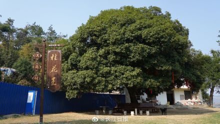 武汉300岁“桂花王”开花了，站在树下香气袭人