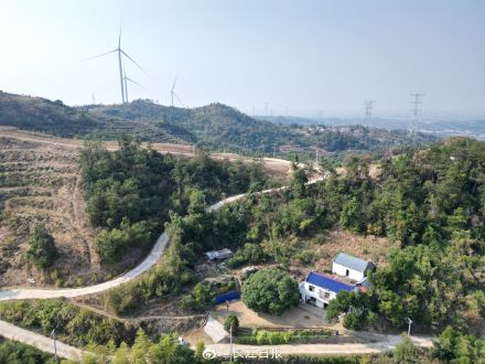 武汉300岁“桂花王”开花了，站在树下香气袭人