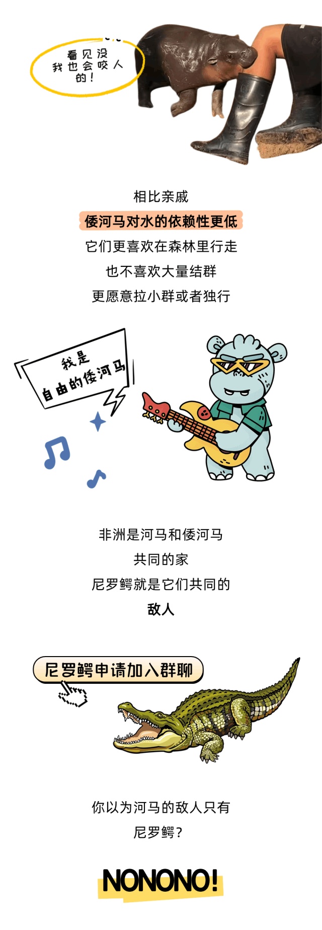 圆滚滚矮墩墩，“弹跳猪”原来不是猪？