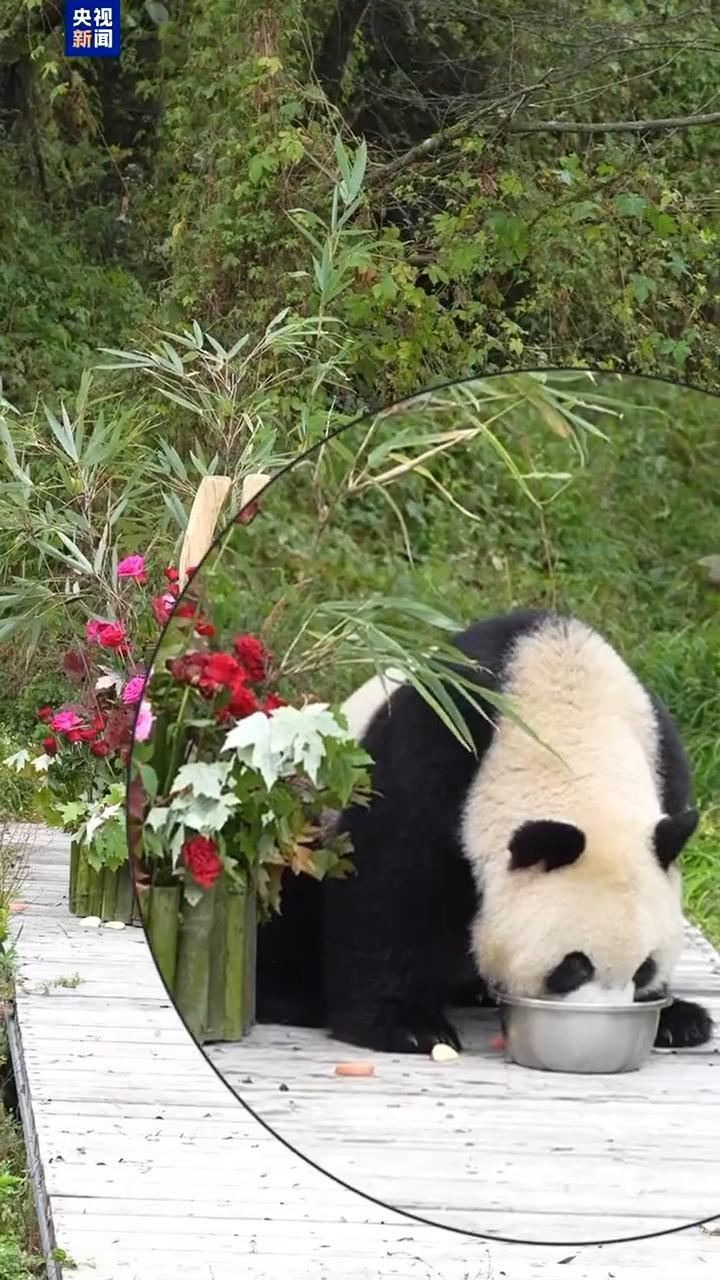 “秦华”4岁啦!它的爸爸是棕色大熊猫“七仔” “秦华”4岁啦!它的爸爸是棕色大熊猫“七仔”