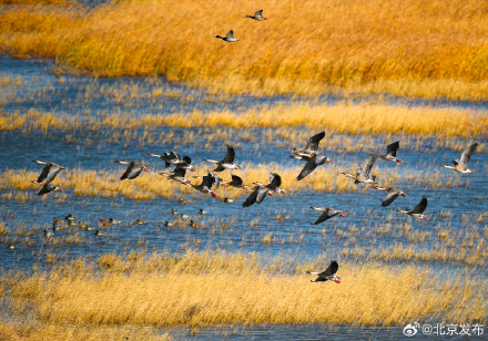 来了来了!北归候鸟先头部队已抵京,巡护人员提醒文明观鸟 来了来了!北归候鸟先头部队已抵京,巡护人员提醒文明观鸟