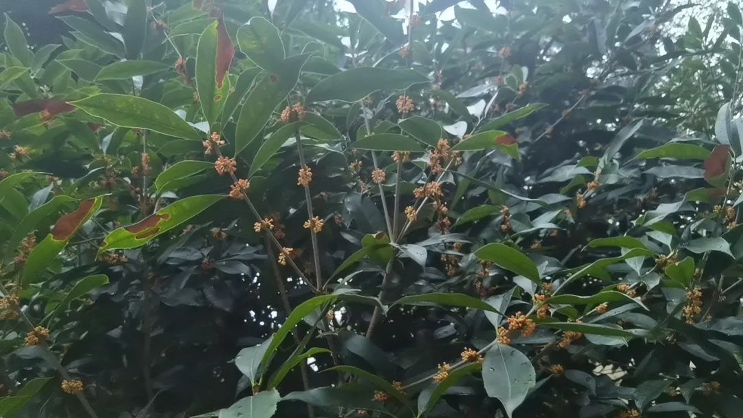 秋天 | 你闻到了吗？