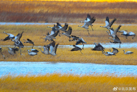 来了来了!北归候鸟先头部队已抵京,巡护人员提醒文明观鸟 来了来了!北归候鸟先头部队已抵京,巡护人员提醒文明观鸟