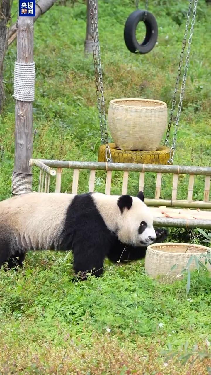 “秦华”4岁啦!它的爸爸是棕色大熊猫“七仔” “秦华”4岁啦!它的爸爸是棕色大熊猫“七仔”