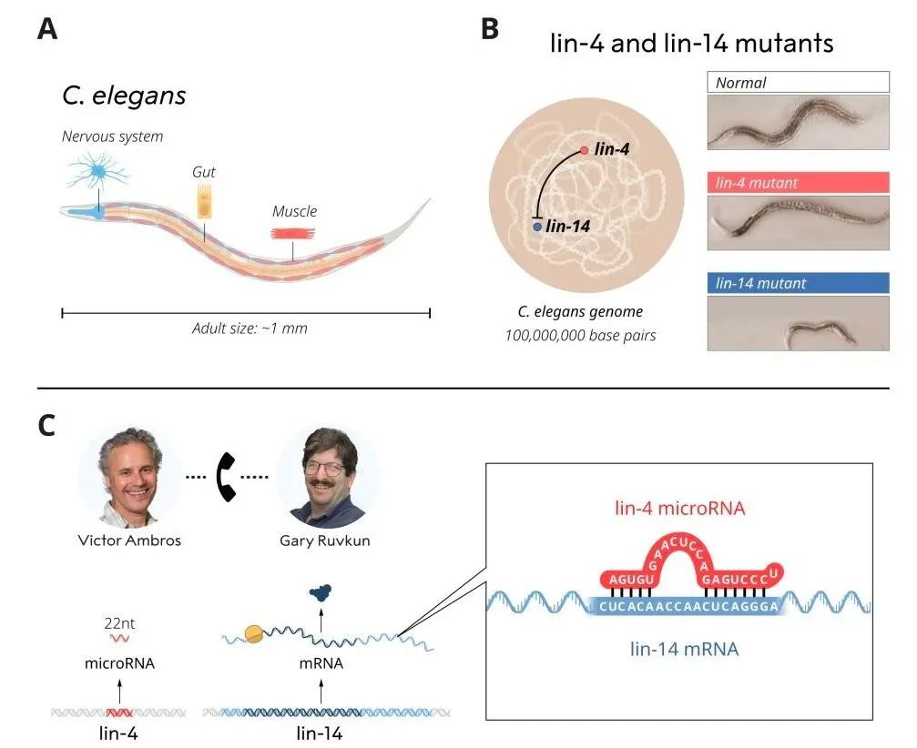 2024年诺贝尔生理学或医学奖揭晓!微小RNA蕴藏基因调控之谜 2024年诺贝尔生理学或医学奖揭晓!微小RNA蕴藏基因调控之谜