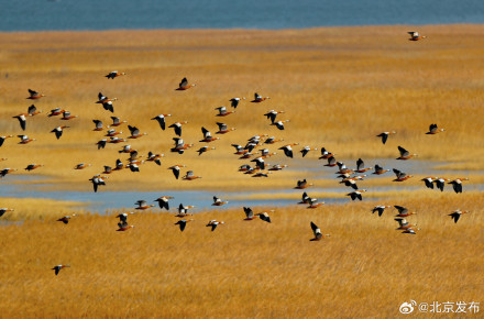 来了来了!北归候鸟先头部队已抵京,巡护人员提醒文明观鸟 来了来了!北归候鸟先头部队已抵京,巡护人员提醒文明观鸟