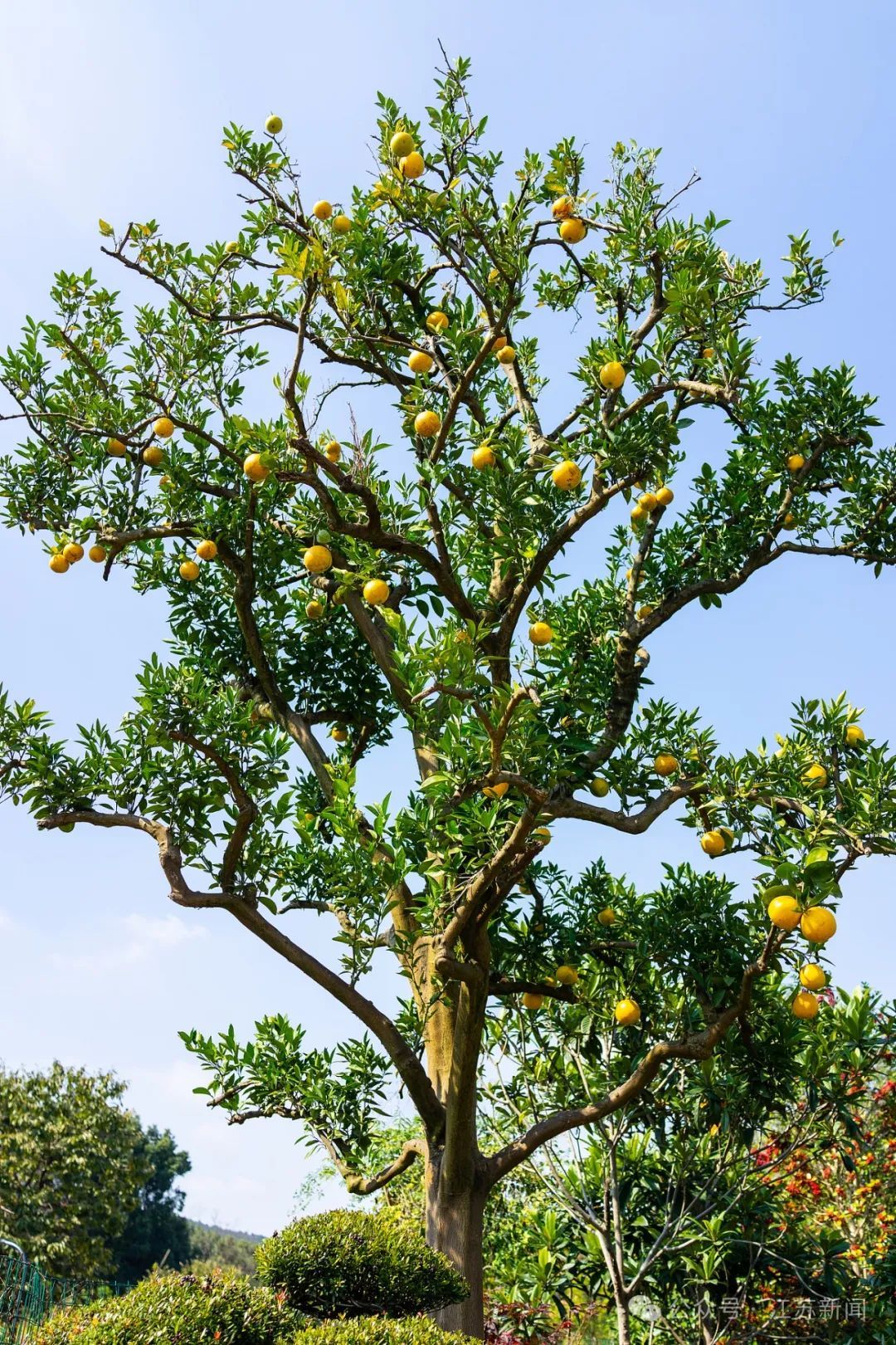 不要捡！不要吃！近期正大量出现！杭州有人被紧急送进ICU......