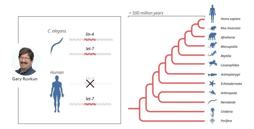 2024年诺贝尔生理学或医学奖揭晓!微小RNA蕴藏基因调控之谜 2024年诺贝尔生理学或医学奖揭晓!微小RNA蕴藏基因调控之谜