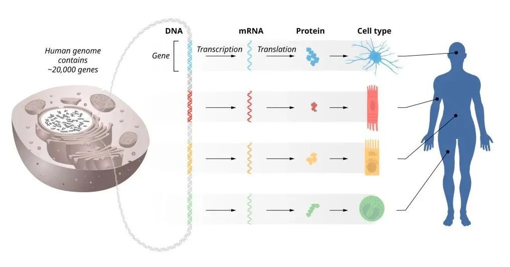 2024年诺贝尔生理学或医学奖揭晓!微小RNA蕴藏基因调控之谜 2024年诺贝尔生理学或医学奖揭晓!微小RNA蕴藏基因调控之谜