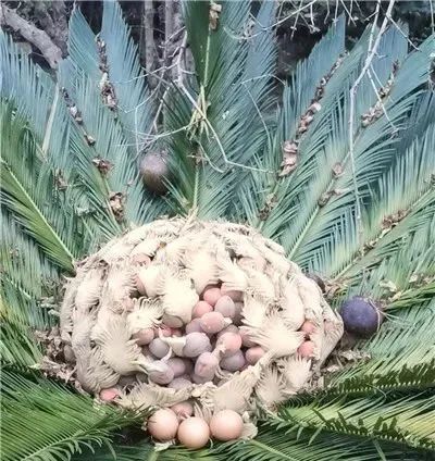 不要捡！不要吃！近期正大量出现！杭州有人被紧急送进ICU......