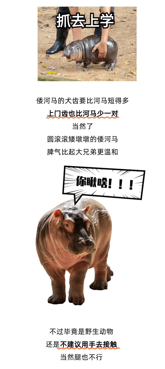 圆滚滚矮墩墩，“弹跳猪”原来不是猪？