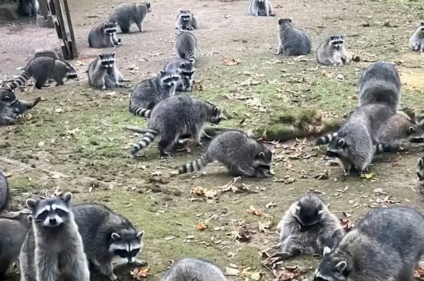 美国一女子报警称房屋被上百只浣熊“围攻”:不给吃的就不肯走 美国一女子报警称房屋被上百只浣熊“围攻”:不给吃的就不肯走