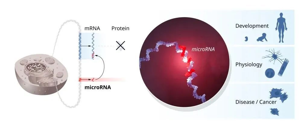 2024年诺贝尔生理学或医学奖揭晓!微小RNA蕴藏基因调控之谜 2024年诺贝尔生理学或医学奖揭晓!微小RNA蕴藏基因调控之谜
