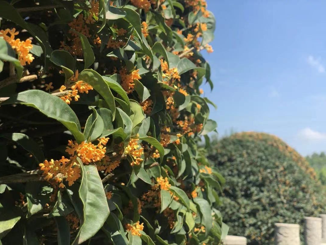 虽迟但到！重庆桂花：“我终于想开了”